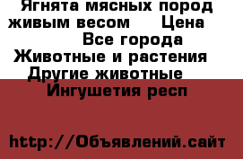 Ягнята мясных пород живым весом.  › Цена ­ 125 - Все города Животные и растения » Другие животные   . Ингушетия респ.